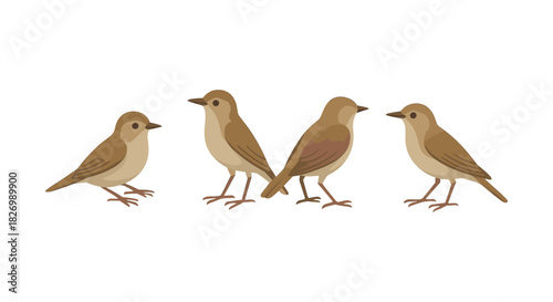 Set of small brown birds in various poses on white background