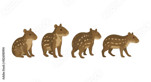 Cute tapir walk cycle animation: flat style wildlife illustration