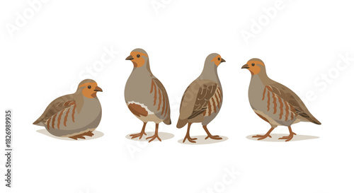 Flat partridge bird set: group of birds in various poses on white background