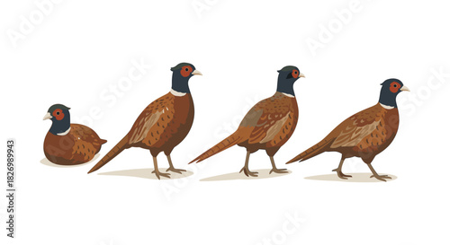 Pheasant in motion: four stages of a bird's walk in flat design