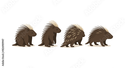 Cartoon porcupine evolution sequence: four stages on white background