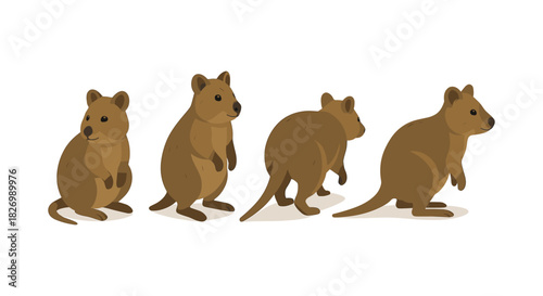 Charming quokka poses collection for nature-themed designs