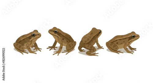 Four posed frogs on white background