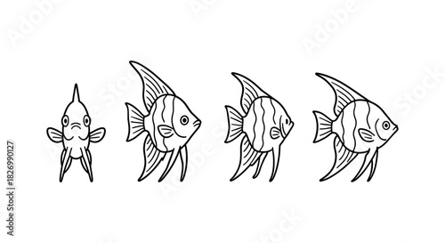 Linear tropical fish evolution: angelfish from front to side view
