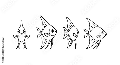 Linear evolution stages of angelfish with minimalist outline style