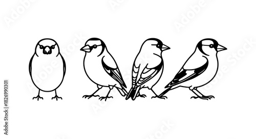 Bird silhouettes: black and white line art of sparrows in simple style