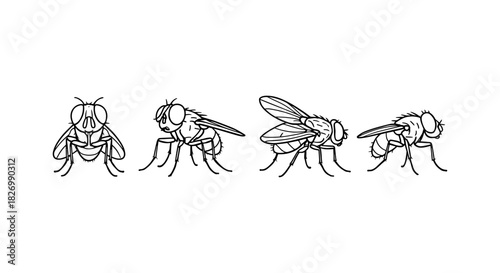 Detailed line art of common housefly from multiple angles