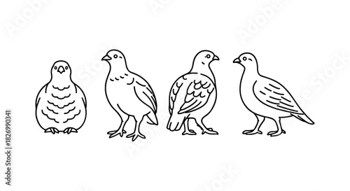Linear outline of four pigeons in various standing positions on white background