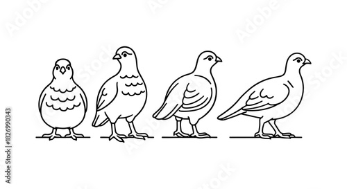 Linear bird outline art: minimalist pigeon and dove designs