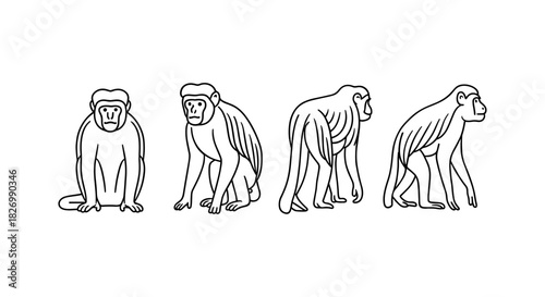 Linear silhouette of monkeys in various poses on white background