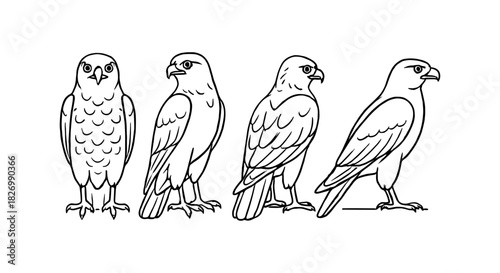 Linear bird line art featuring falcon in multiple poses
