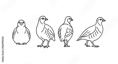 Linear quail bird drawings in various poses on white background