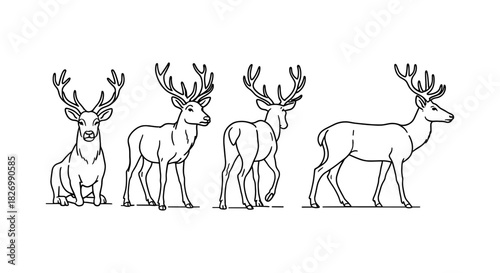 Deer collection: elegant line drawings of deer in various poses