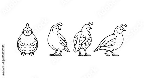 Quail outline set: four detailed linear bird designs