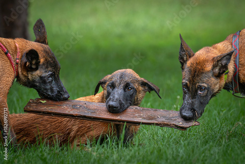 Malinois Puppies at Play