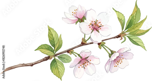 Watercolor style cherry blossom branch with pink and white flowers and green leaves, symbolizing spring and new beginnings