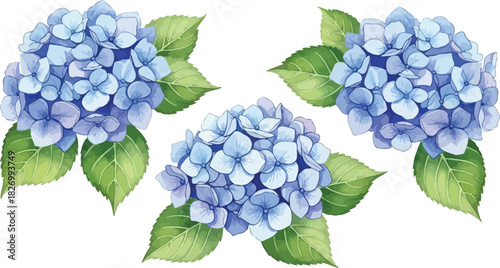 Watercolor Blue Hydrangea Flower Bouquets with Green Leaves Illustration