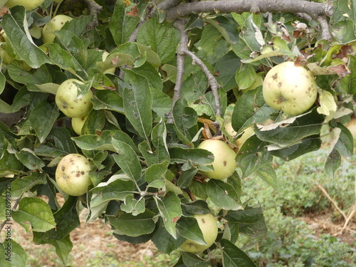 Manzanas amarillas en un manzano