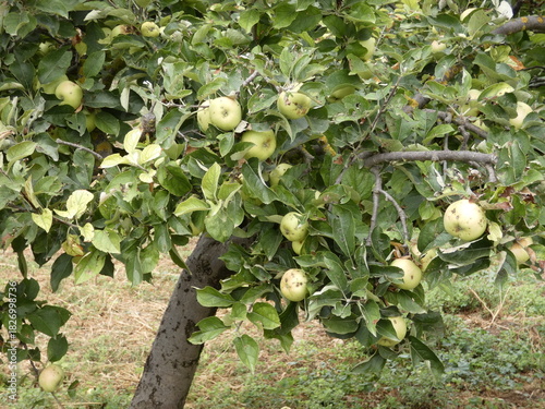 Manzanas amarillas en un manzano