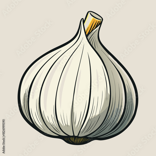 vector illustration of garlic