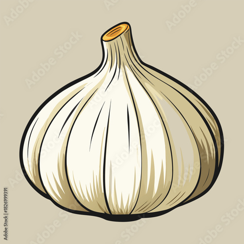 vector illustration of garlic