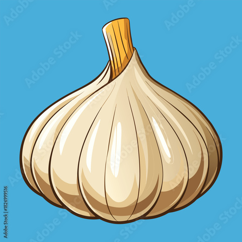 vector illustration of garlic