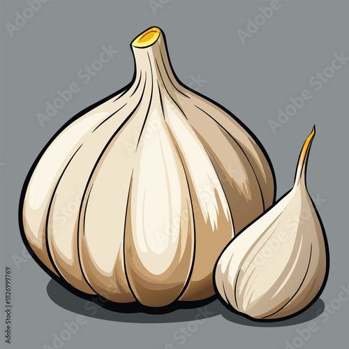 vector illustration of garlic