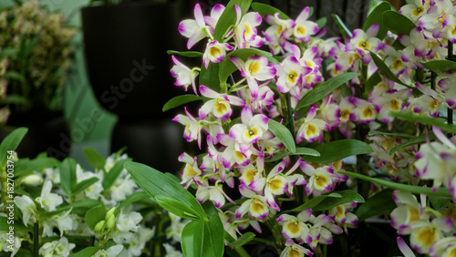 Colorful dendrobium orchids bloom vibrantly in an outdoor setting in the netherlands, showcasing their stunning pink and white petals.
