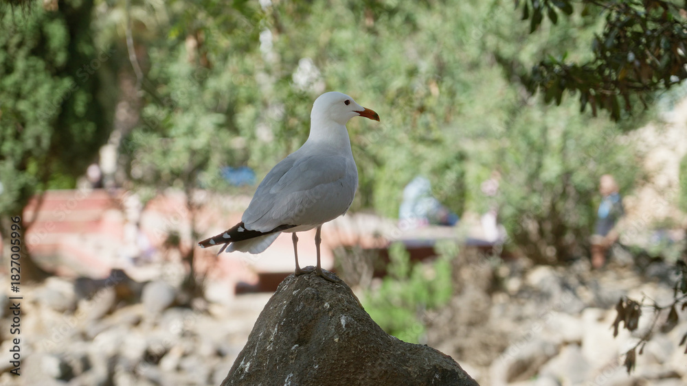 Fototapeta premium Seagull perched on a rock in a sunny outdoor park with lush greenery and people blurred in the background.
