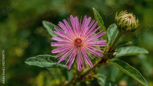 Blooming pink flower with green leaves and a bud, close-up.