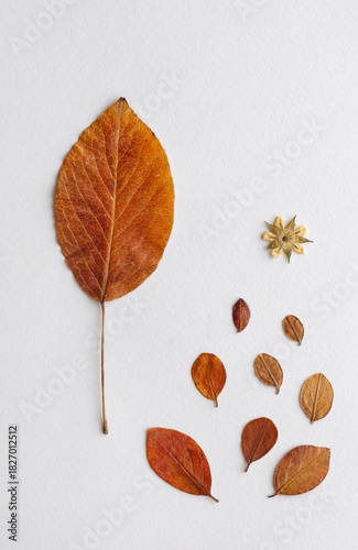 Autumn leaves arrangement on white bacground