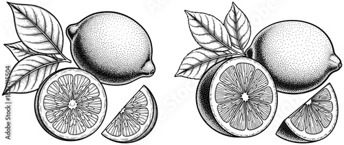 Hand drawn lemon and lime fruits with leaves, whole, half, and sliced, in a vintage engraving style illustration