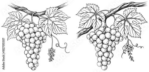 Hand drawn illustration of two grape clusters with leaves on a vine, harvest and vineyard theme