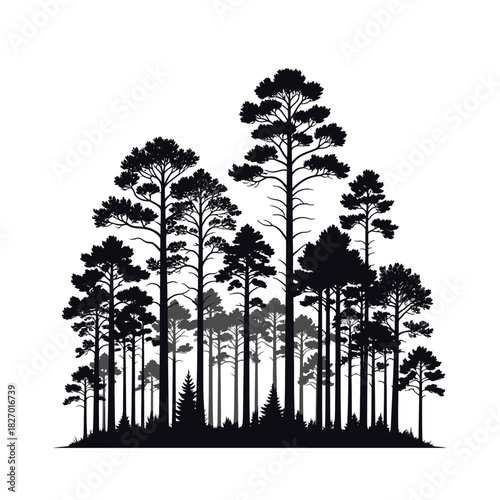 Silhouette of a bare tree against a white background in winter