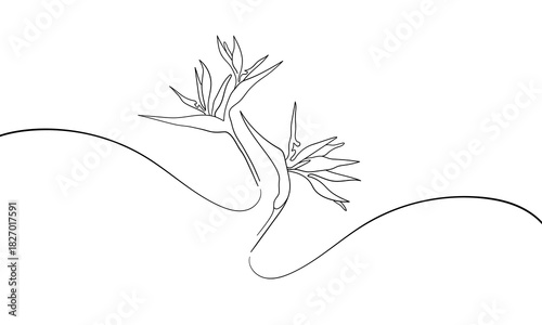 Strelitzia flower, bird of paradise, continious line drawing. Tropical flowers outline. Vector illustration. 