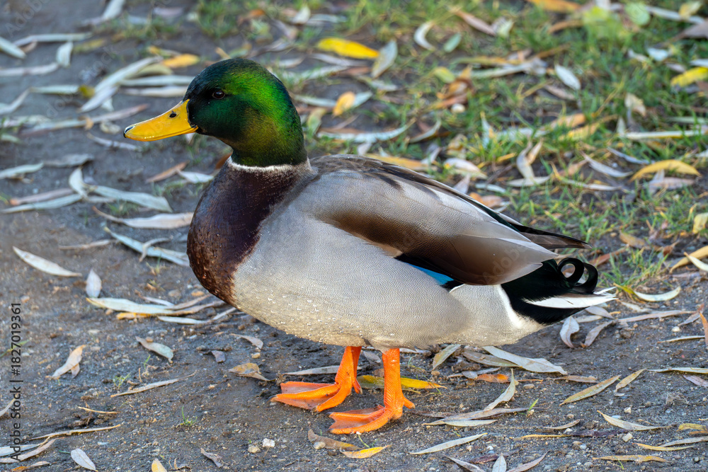 Obraz premium Brightly colored duck standing on the ground surrounded by fallen leaves in a natural park setting