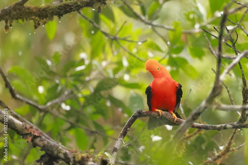 Andean cock-of-the-rock, Rein forest, Parque Nacional Cayambe-Coca,  Ecuador
