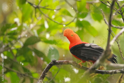 Andean cock-of-the-rock, Rein forest, Parque Nacional Cayambe-Coca,  Ecuador