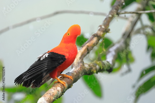 Andean cock-of-the-rock, Rein forest, Parque Nacional Cayambe-Coca,  Ecuador