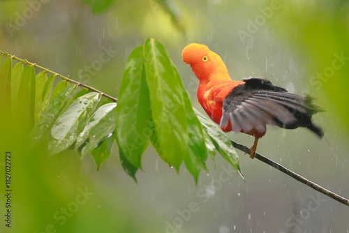 Andean cock-of-the-rock, Rein forest, Parque Nacional Cayambe-Coca,  Ecuador