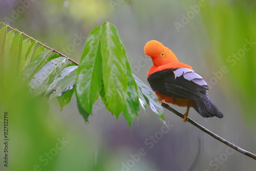 Andean cock-of-the-rock, Rein forest, Parque Nacional Cayambe-Coca,  Ecuador