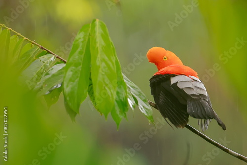 Andean cock-of-the-rock, Rein forest, Parque Nacional Cayambe-Coca,  Ecuador