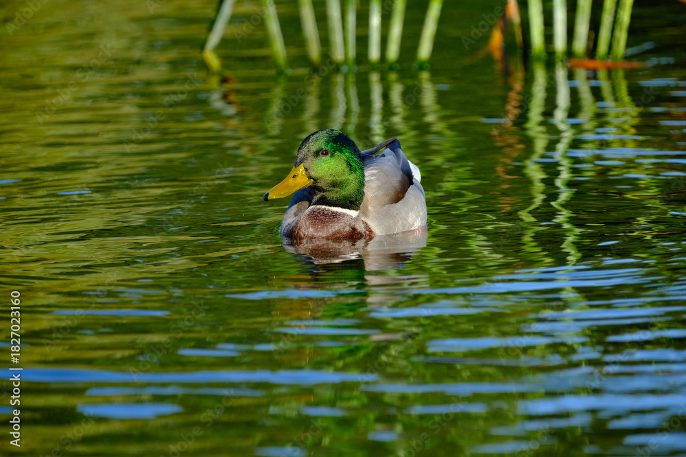 Fototapeta premium duck in the water