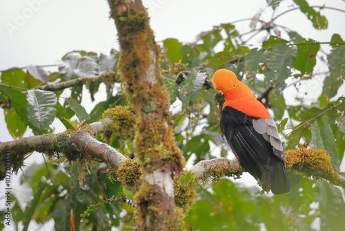 Andean cock-of-the-rock, Rein forest, Parque Nacional Cayambe-Coca,  Ecuador