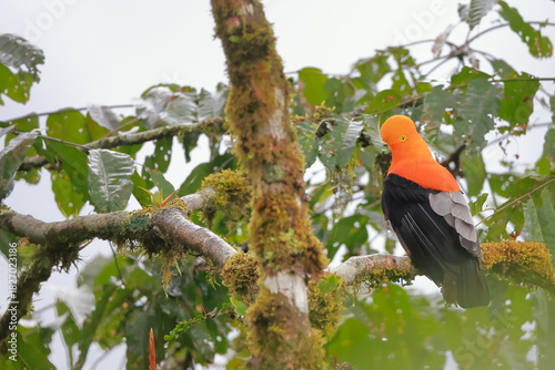 Andean cock-of-the-rock, Rein forest, Parque Nacional Cayambe-Coca,  Ecuador