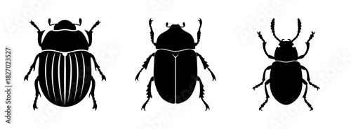 Illustration of beetle insect species identification guide entomology study vector graphic image design