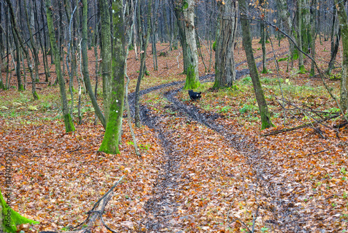 Foto ​A late autumn or winter forest landscape where a wet, muddy, rutted path winds between tree trunks