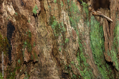 Foto ​A close-up reveals the deep texture of old wood covered in bright green moss and lichen