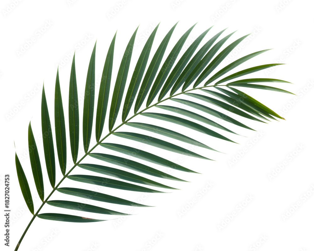 Obraz premium Closeup of a vibrant green palm leaf, showcasing its intricate details, isolated on transparent background