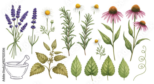 Watercolor illustration collection of various medicinal herbs including lavender, chamomile, rosemary, echinacea, and mint